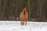 TOSA INU 328